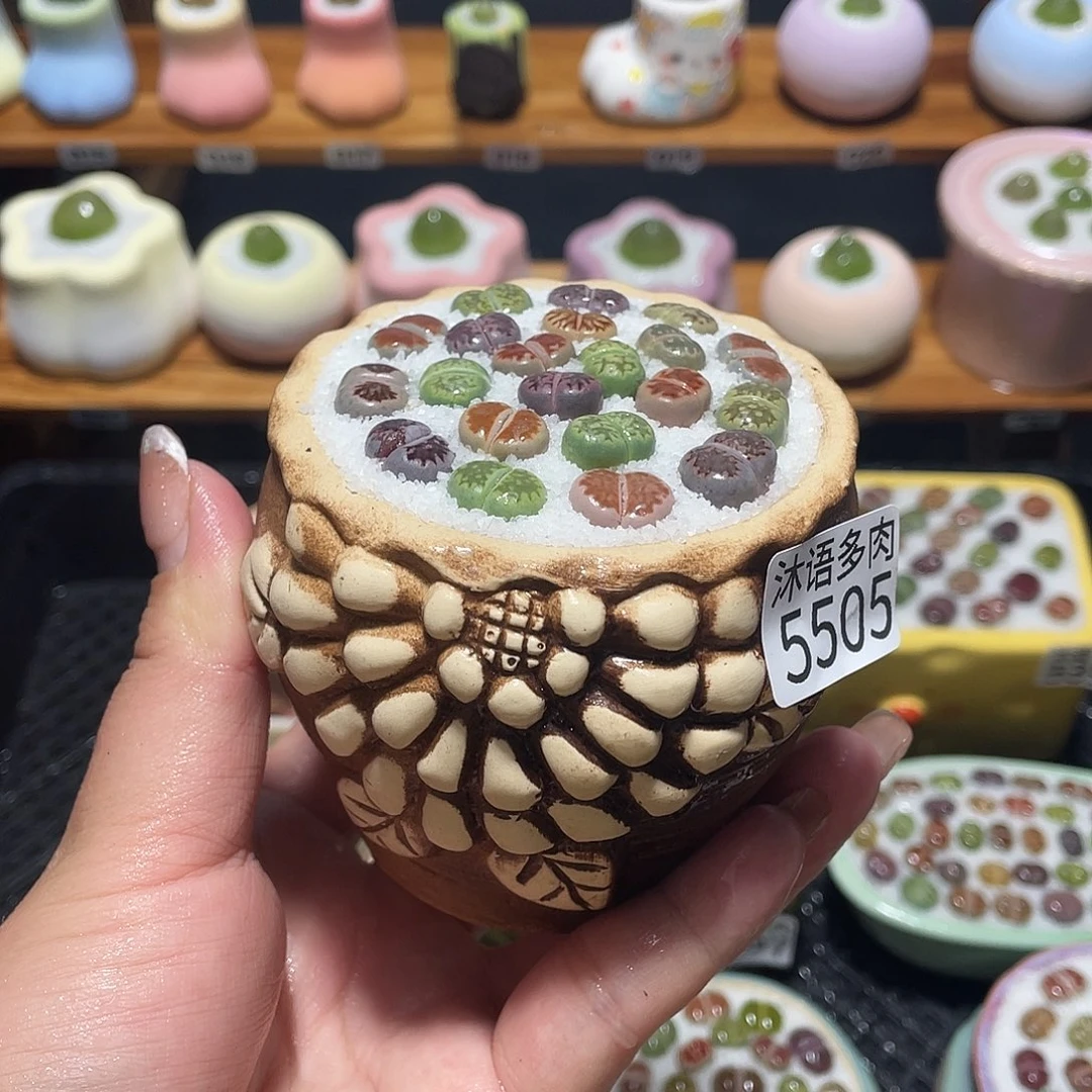 带盆土植物 一物一拍5505