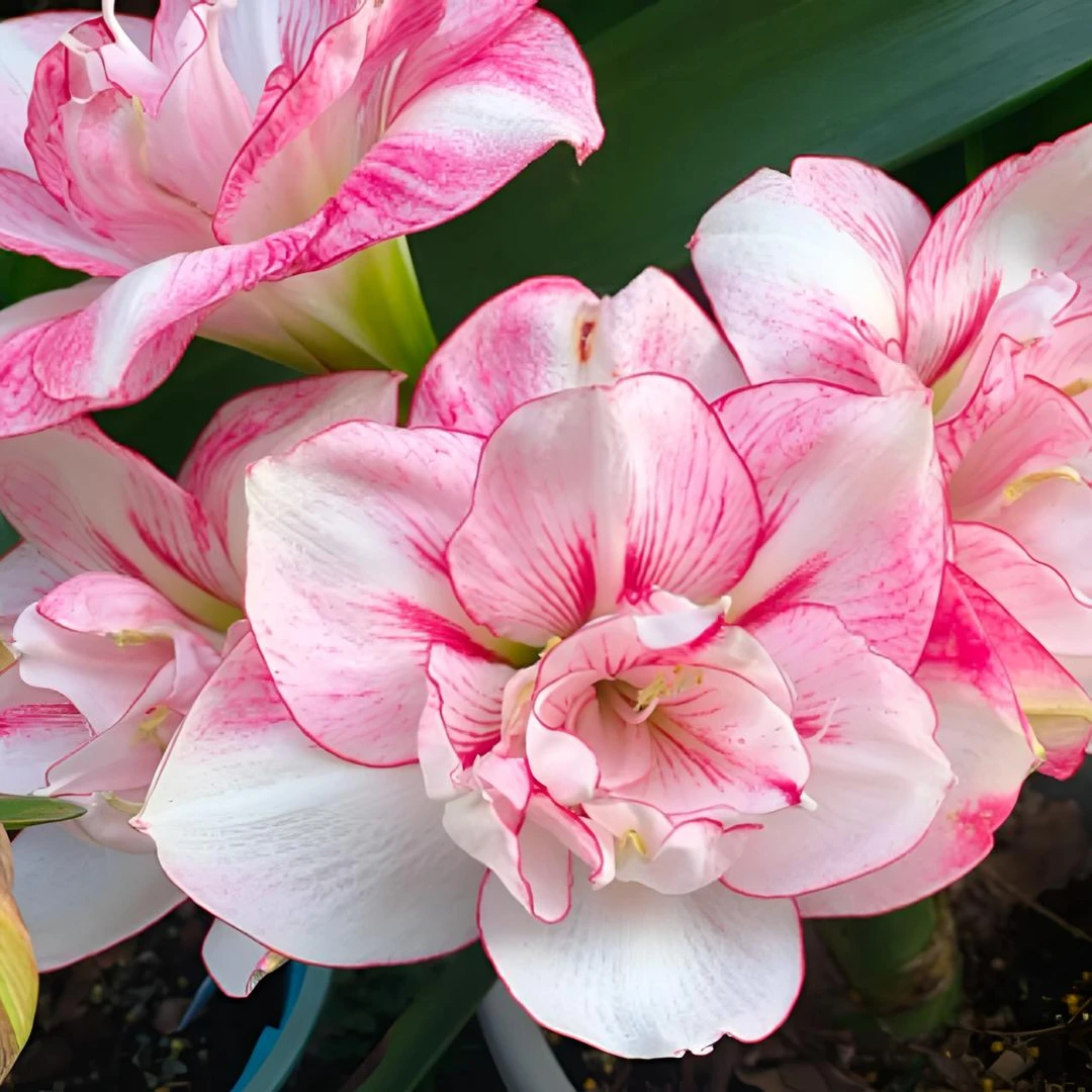 螺旋梅果  基地自然球室内外盆栽地栽植物花卉朱顶红