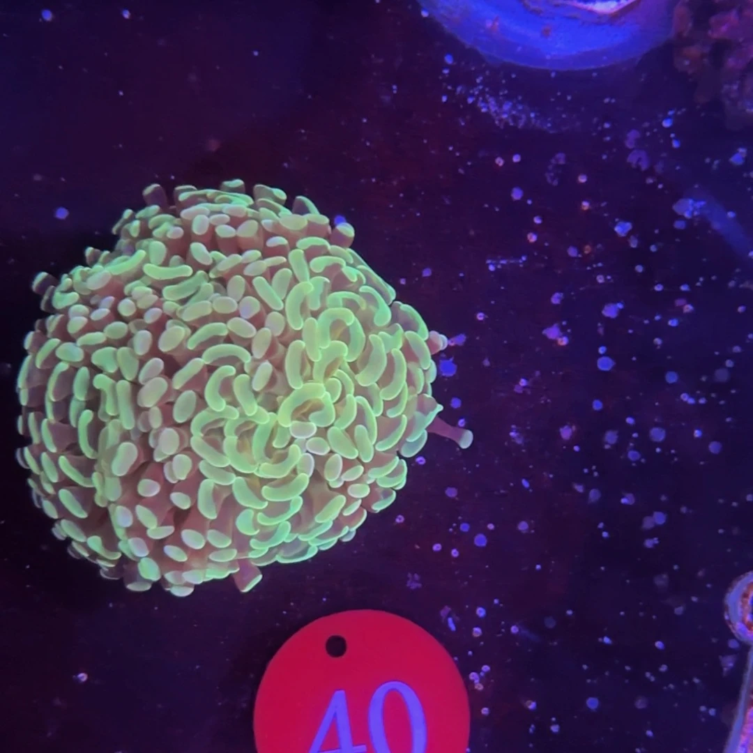 万鱼来朝海水观赏