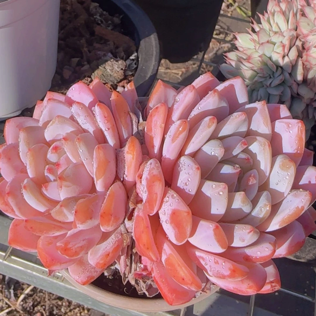 【闪购商品】双头仙女橙