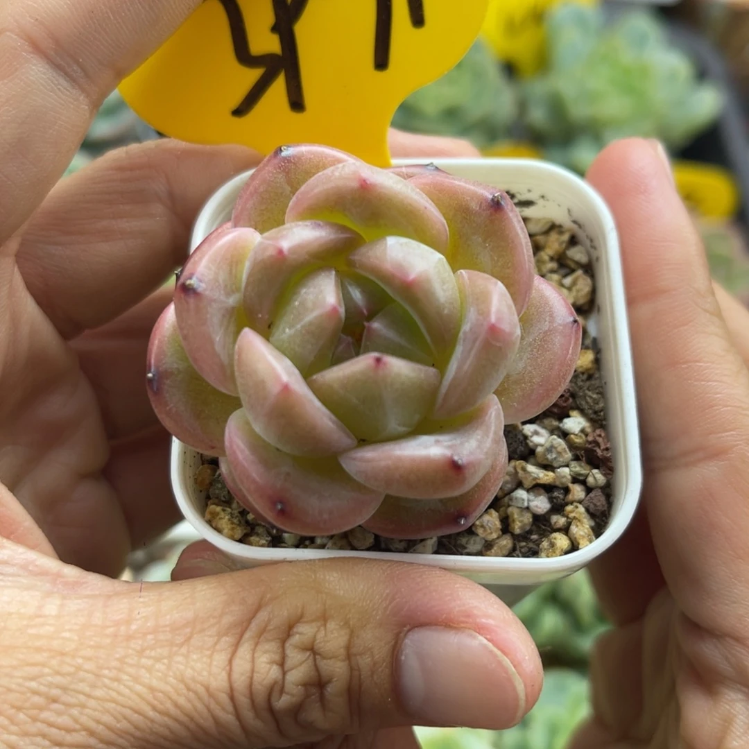 爱丽丝珍妮单头3971