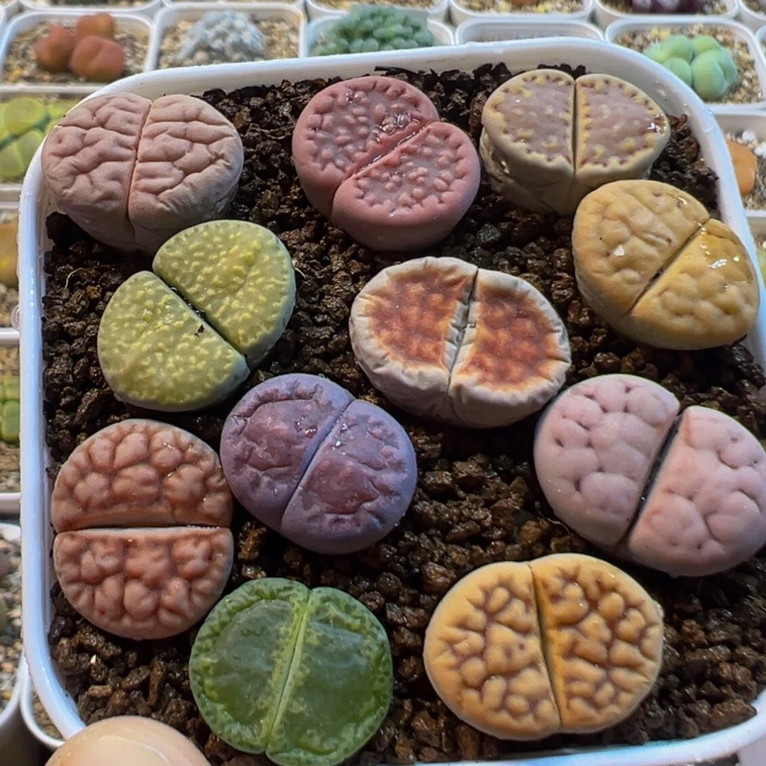 51多肉植物百科知识