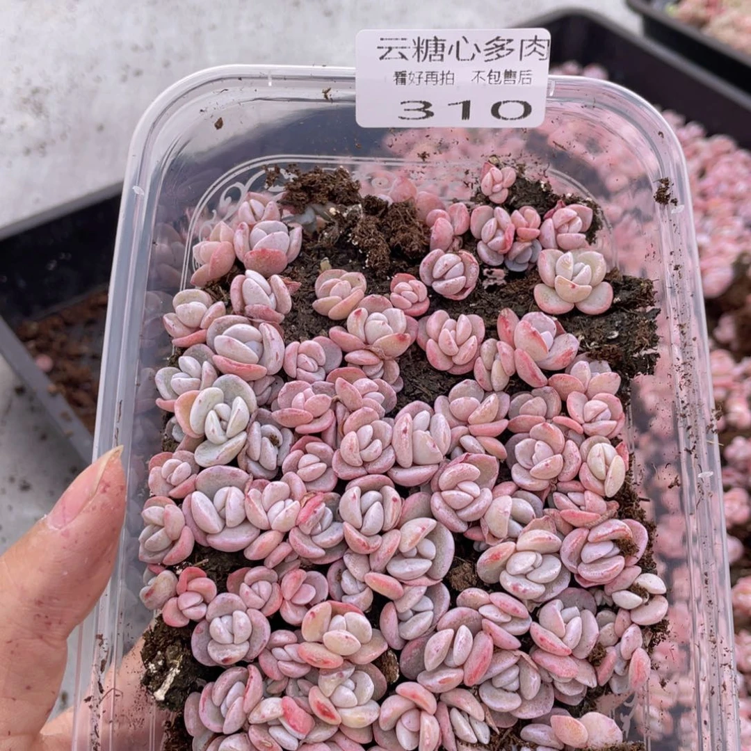 云糖心多肉植物310
