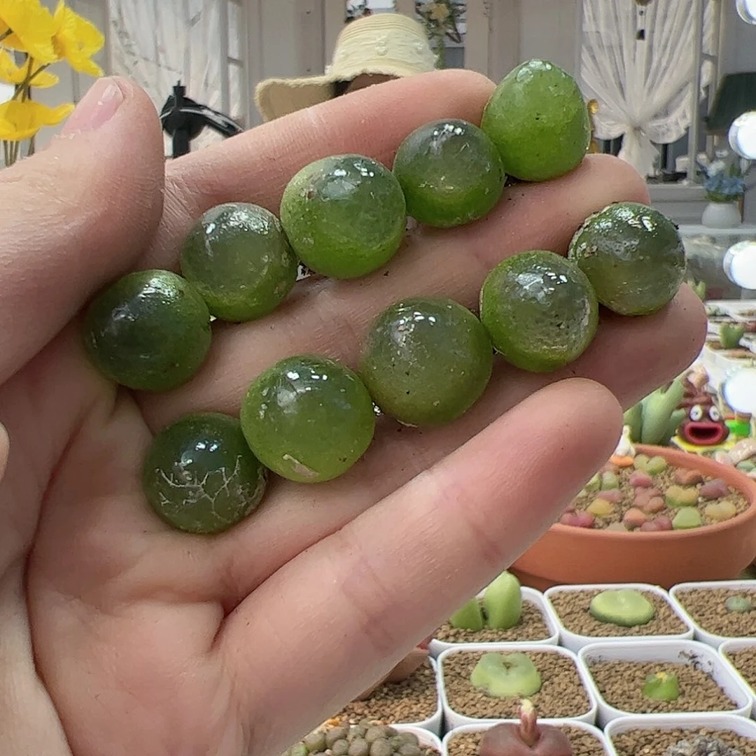 【闪购商品】15 灯泡*10