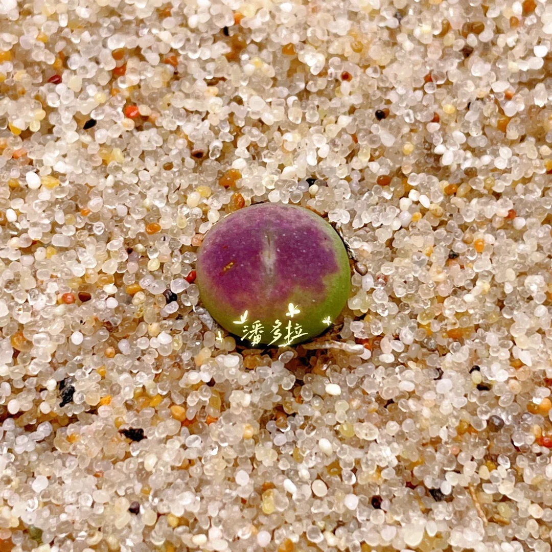 【烯焕】草莓慕斯 特选火焰纹 多肉植物