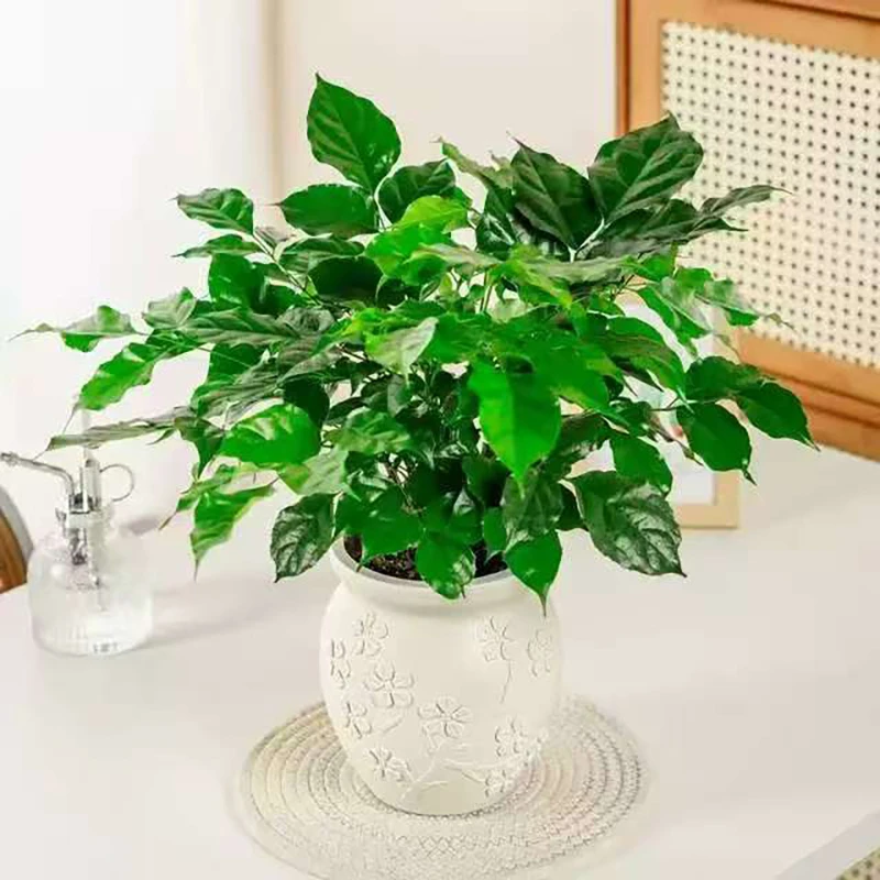 梅花盆土培幸福树喜阳喜水植物阳台客厅四季常绿好养护