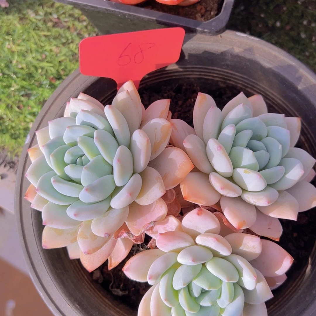 香玉的故事是一个人的故事