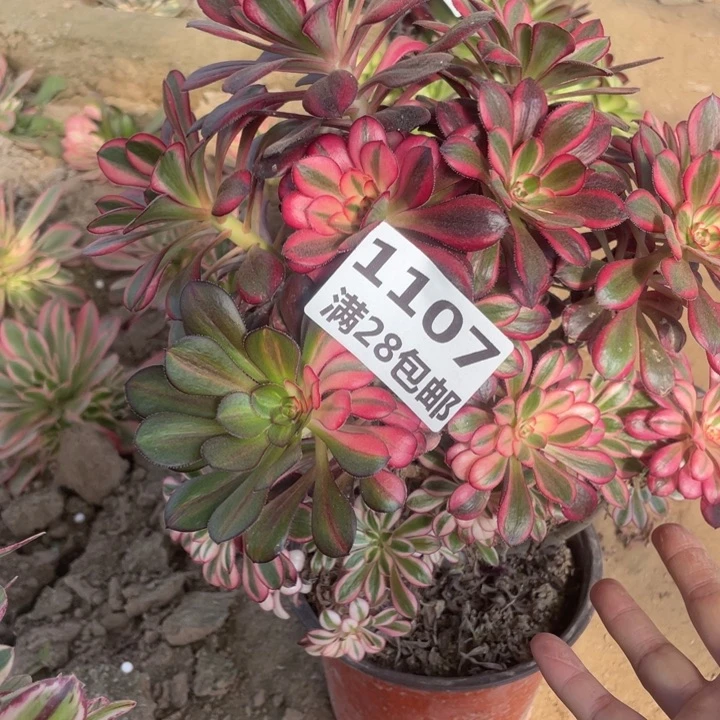 1107一号棚香奈尔母本B