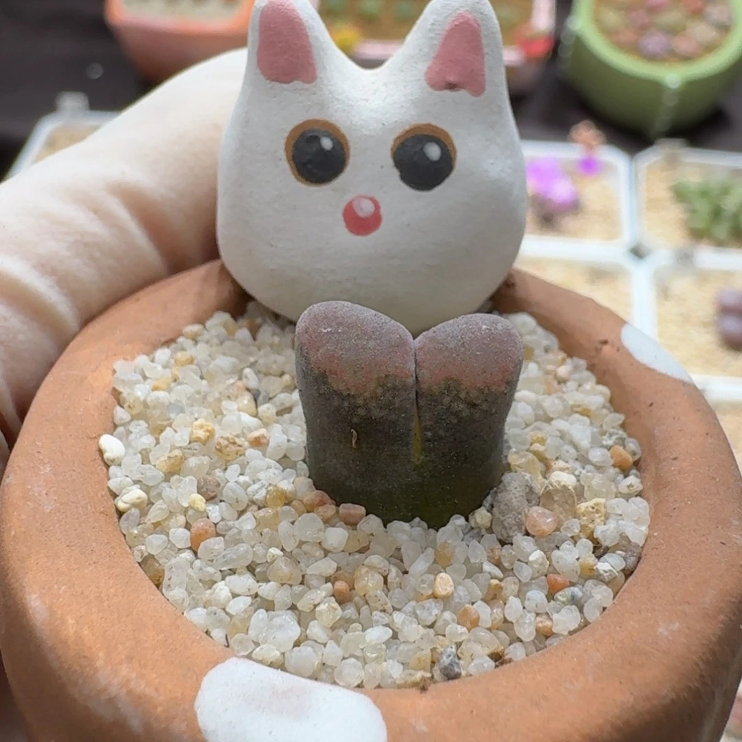 0910-082连盆带花红风铃