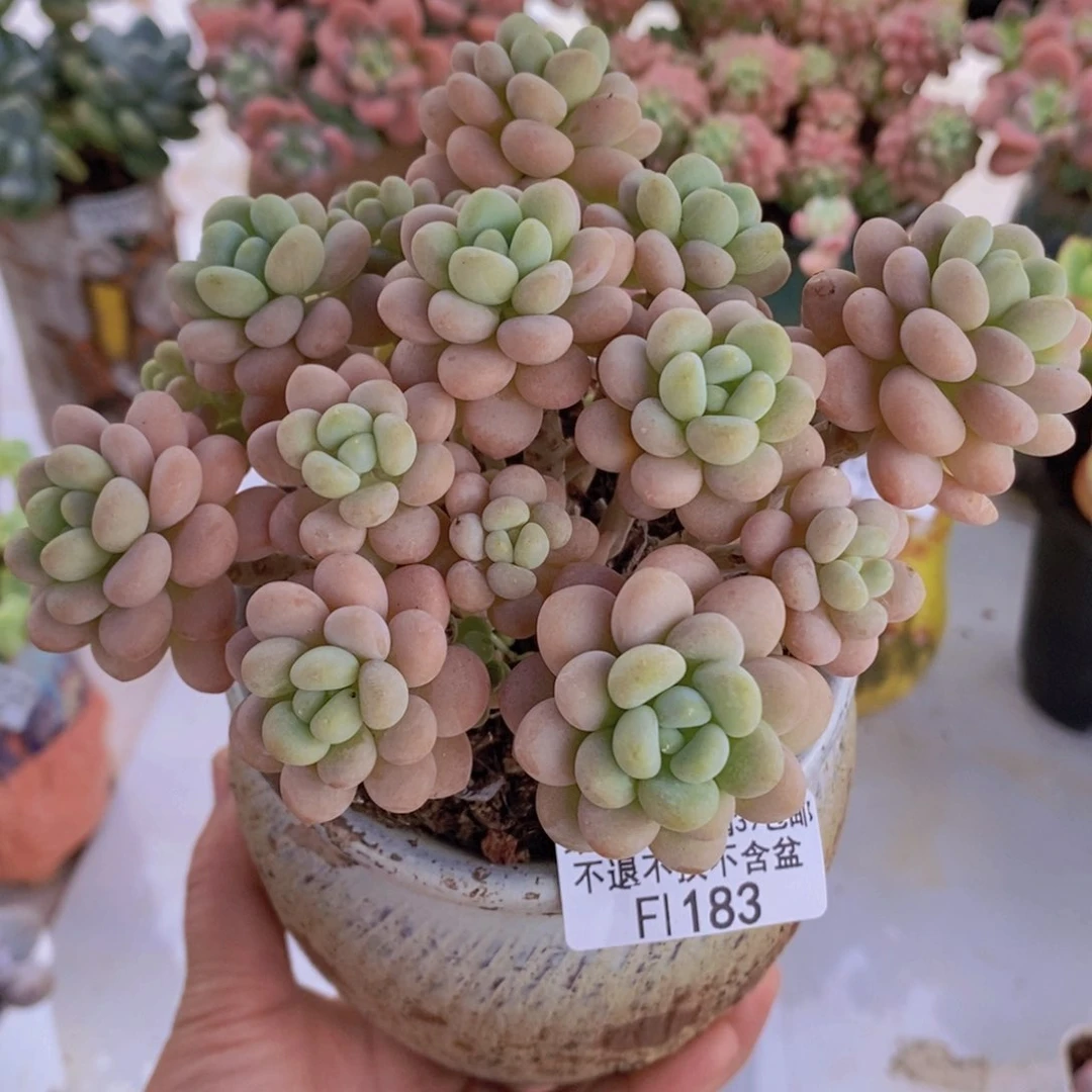 洛可可12cm183多肉植物