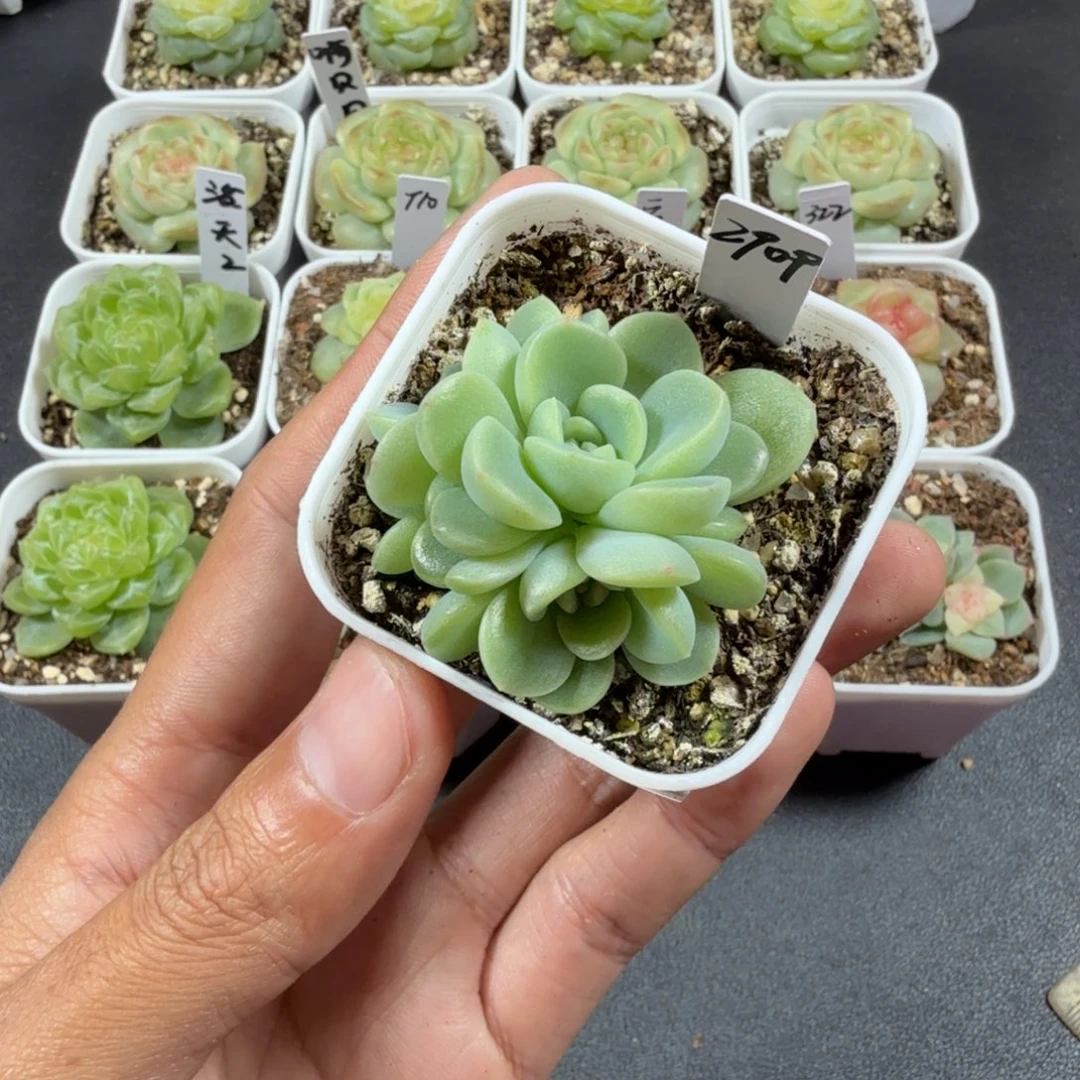 甜心2909帕帕拉恰三头016