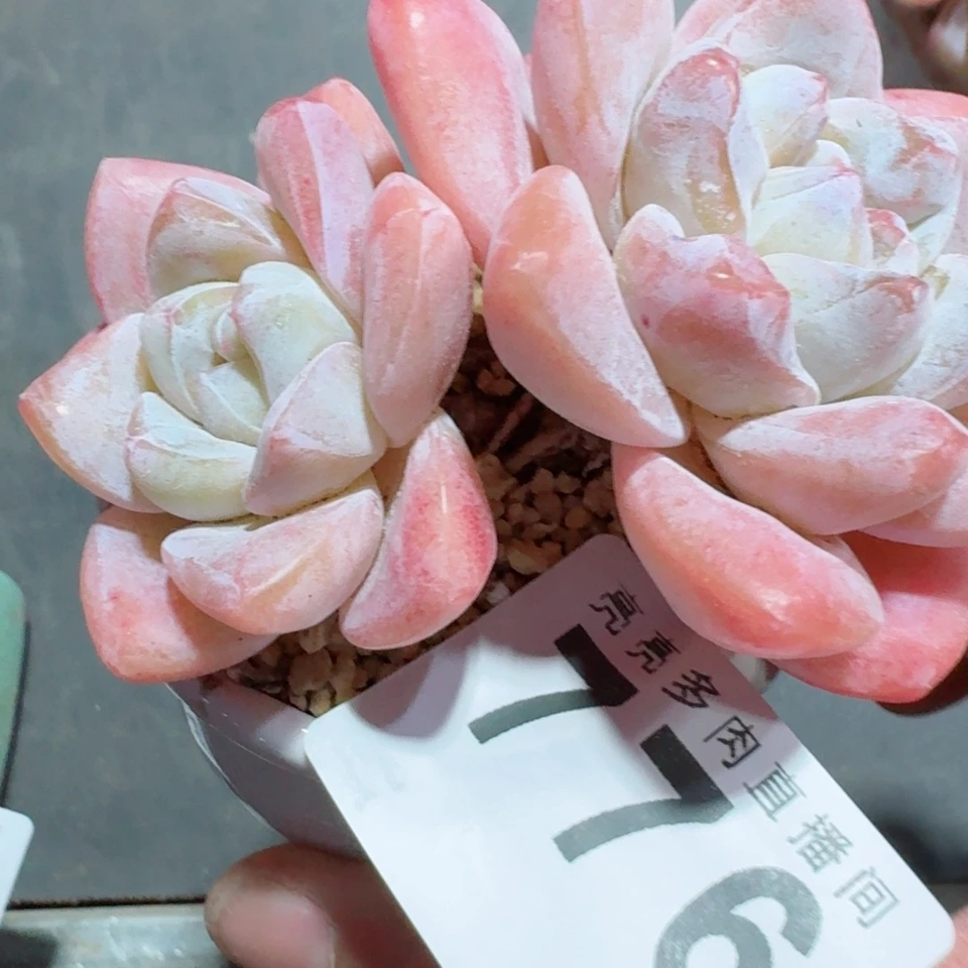 老桩冰玉石化      愿你一路坦途，乘风破浪展宏图