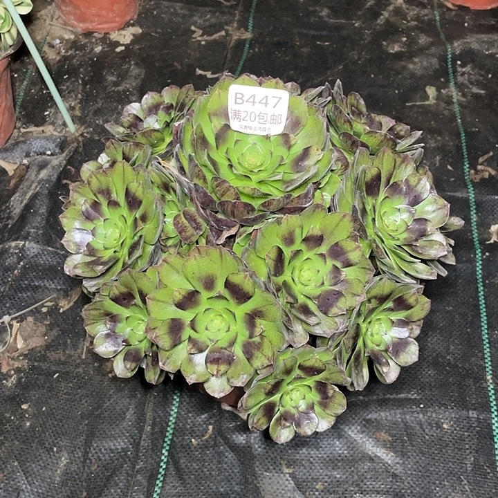 447黑魔多肉法师多肉法师