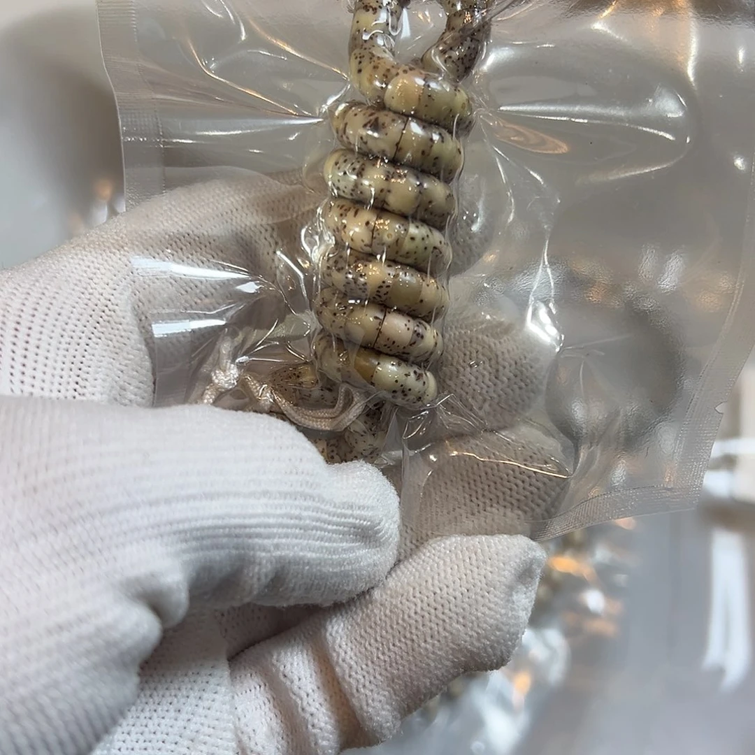 吊坠星月菩提6的小肠，598