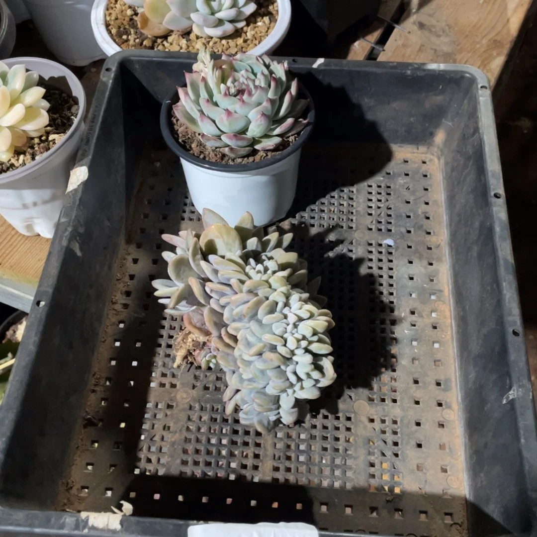 破*！淘多肉粉兔吉娃娃各一个