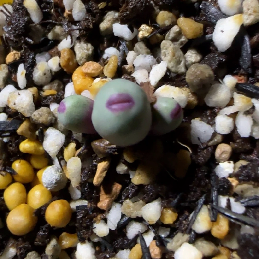 好看嘴。  1380b。