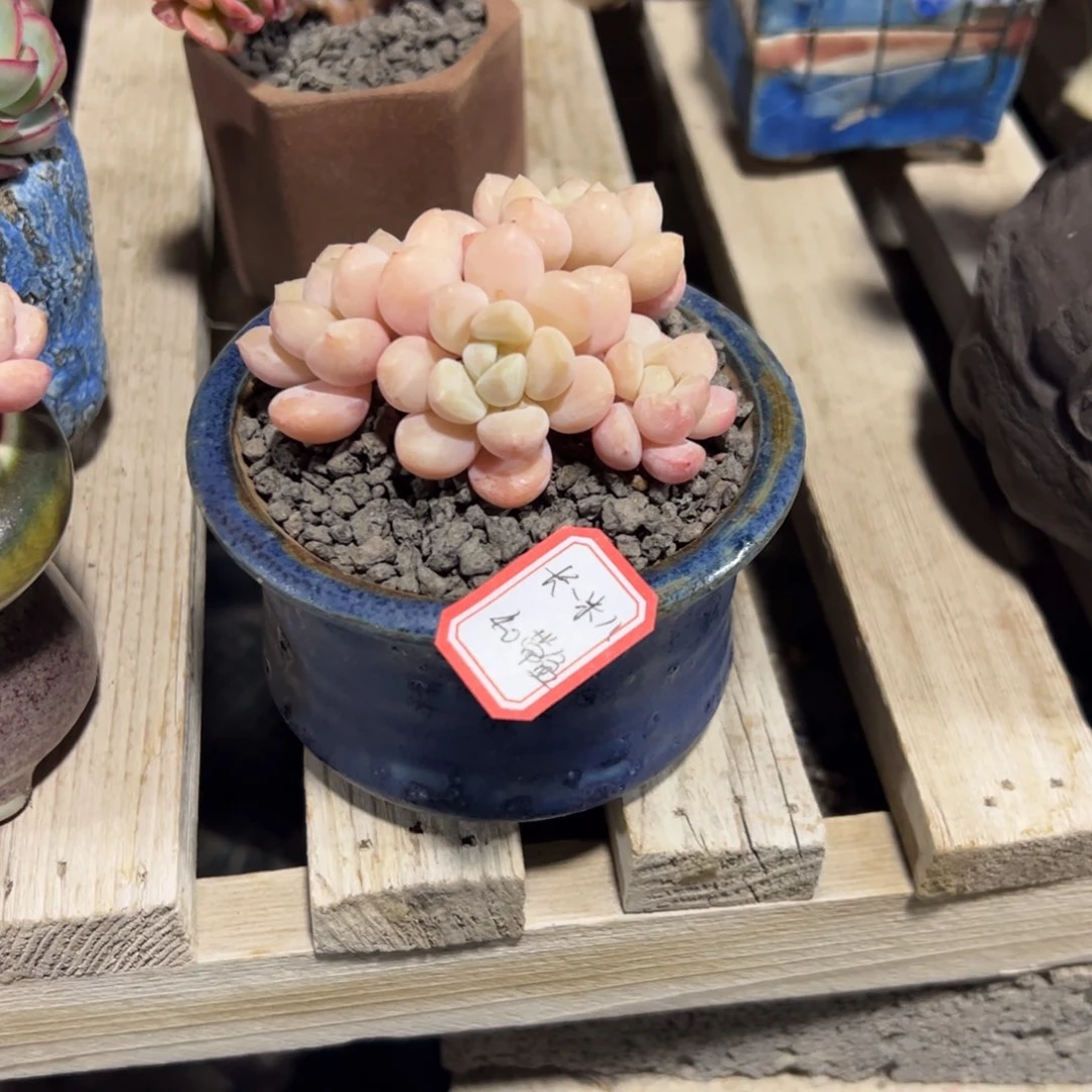 多肉植物多肉植物