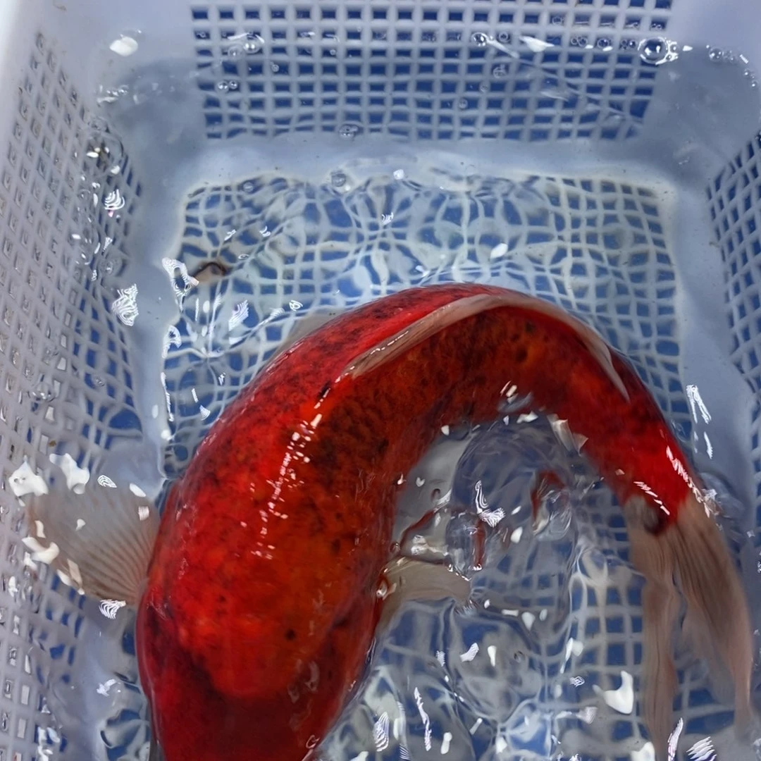 锦鲤冷水锦鲤包邮