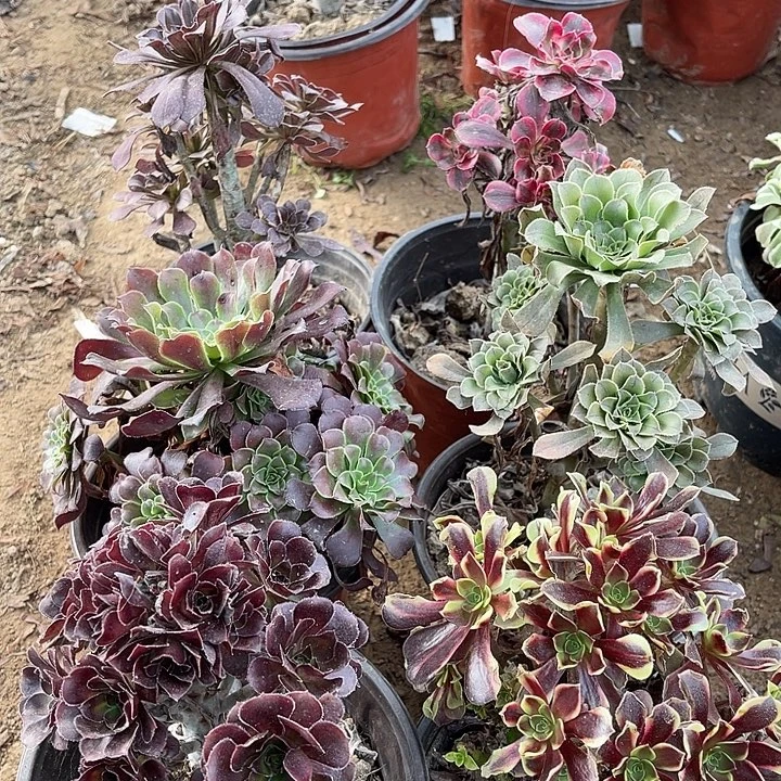 6棵玫瑰玫瑰玫瑰玫