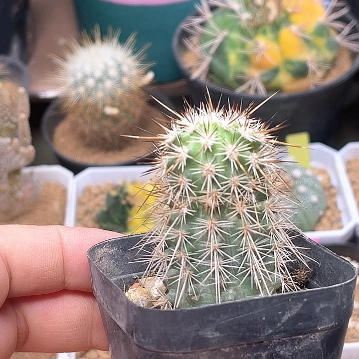 无花朵特价大洋虾