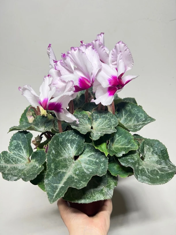 【花朵朵】维多利亚仙客来140盆