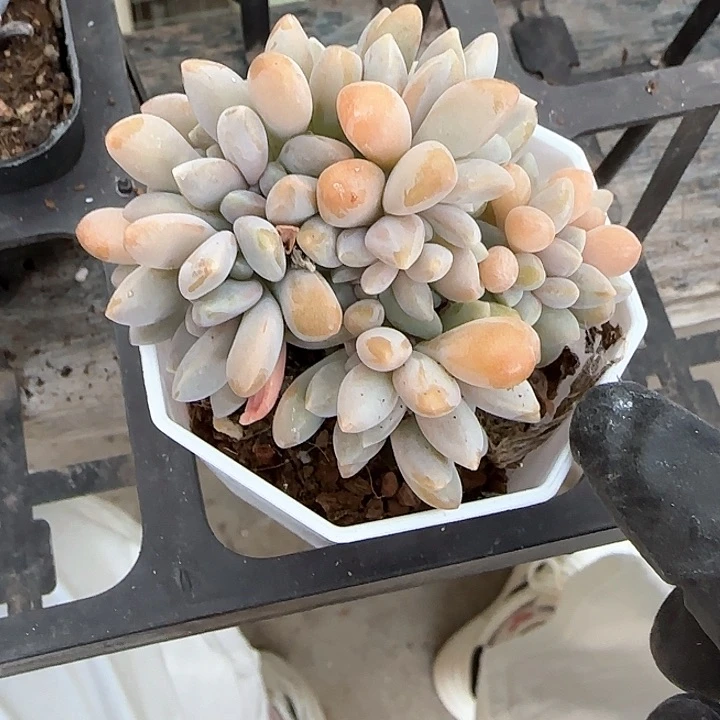 青蛙王子儿童牙膏11