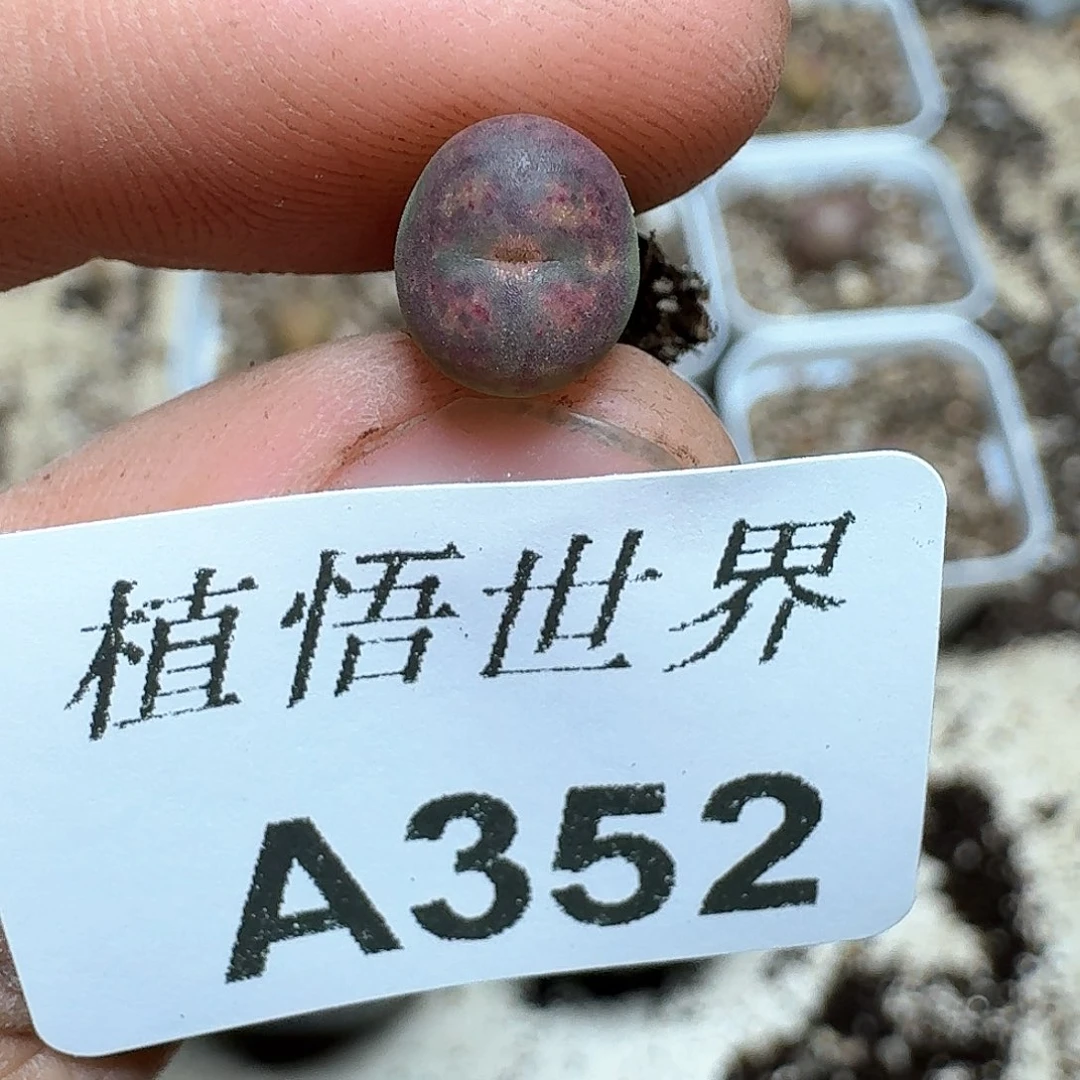 352号多肉植物哇d c