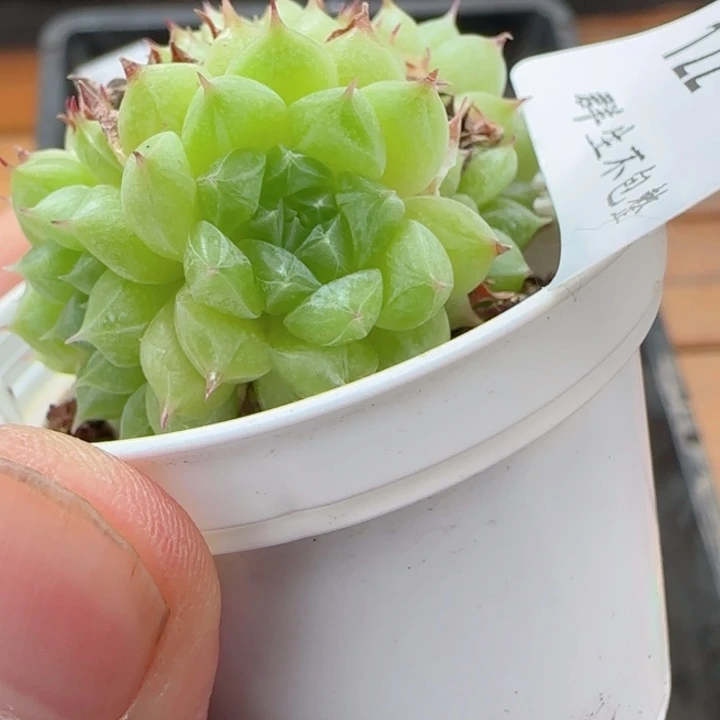 暗纹绿透❤️ 0604-122