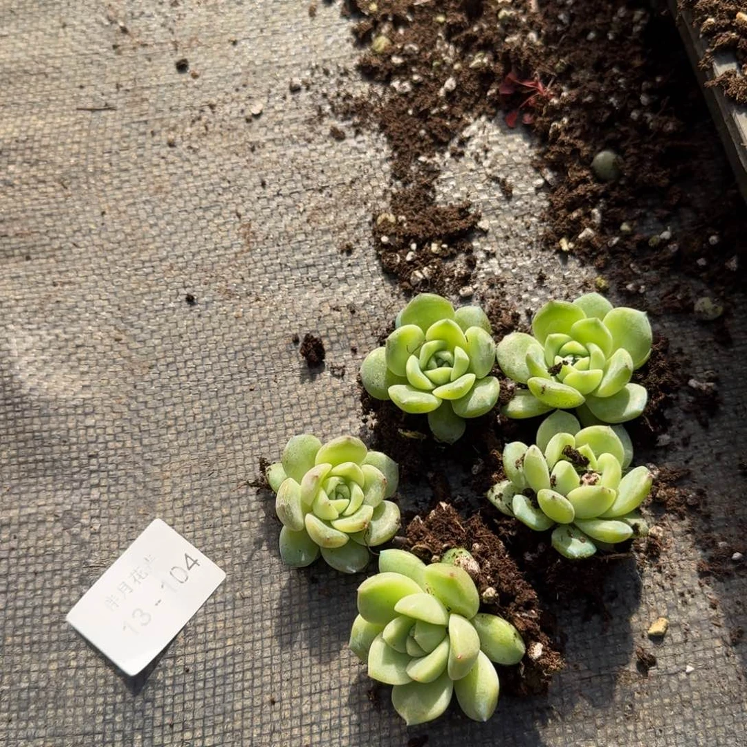 5颗梦露月影杂交量拍13-104