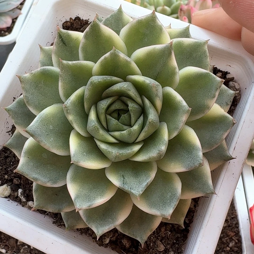 法比奥拉锦多肉植物