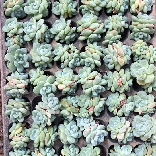 15颗冰玉，自己挑选
