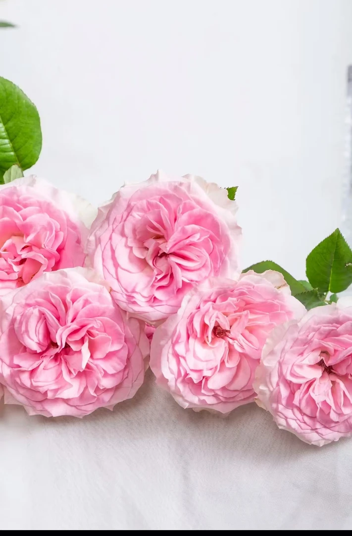 【洛神福利】洛神+香槟+弗洛伊德+风铃+尤加利叶