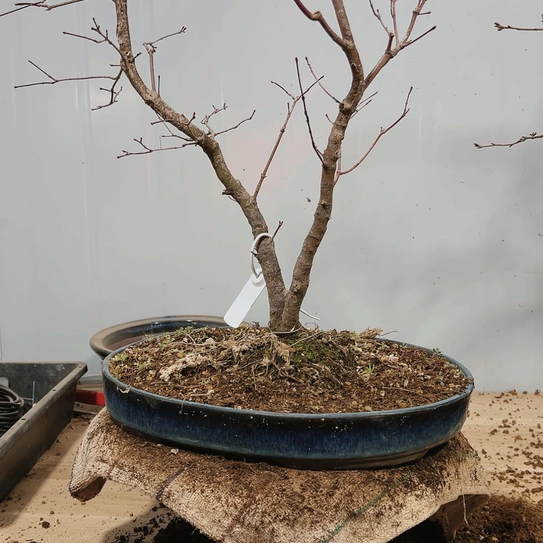 盆景红花一号长寿梅7001风树张*满