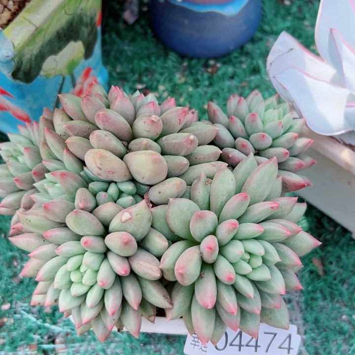 幸运的是我还在等你