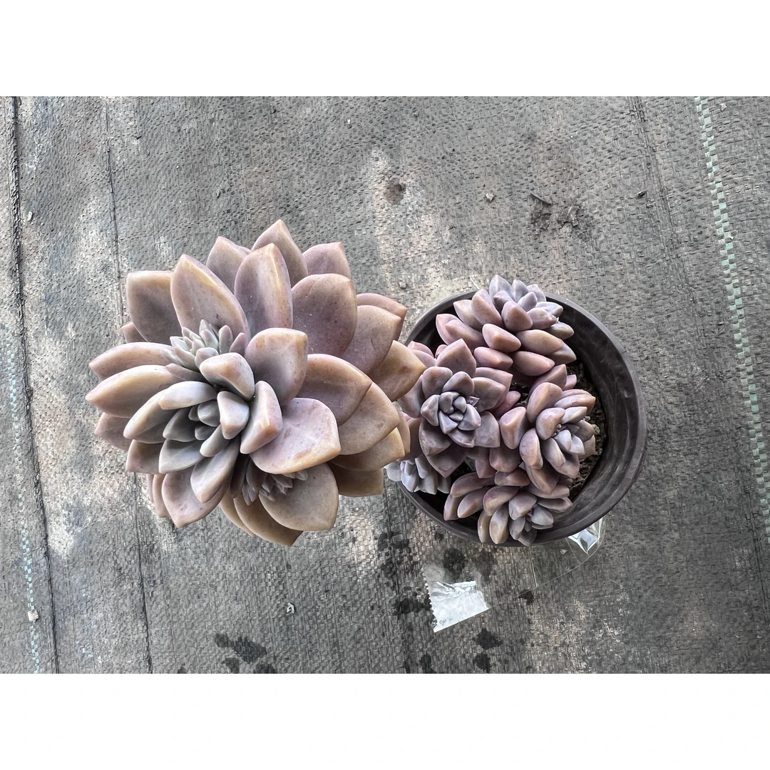 2王小二多肉淡雪12杯冠幅11-14厘米多肉植物带基地原盆原土发