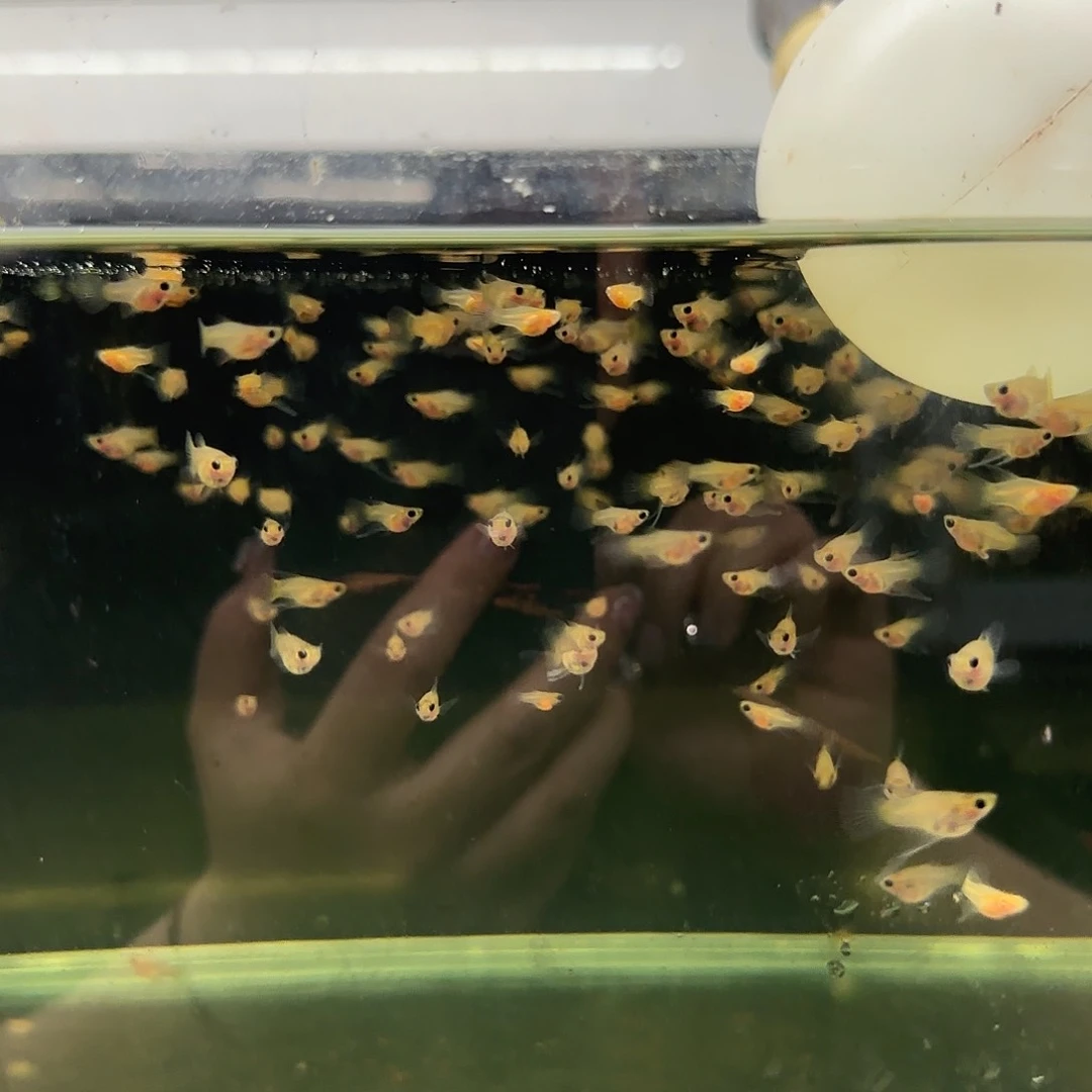 孔雀鱼黑金蕾丝玻璃猫C苗10条