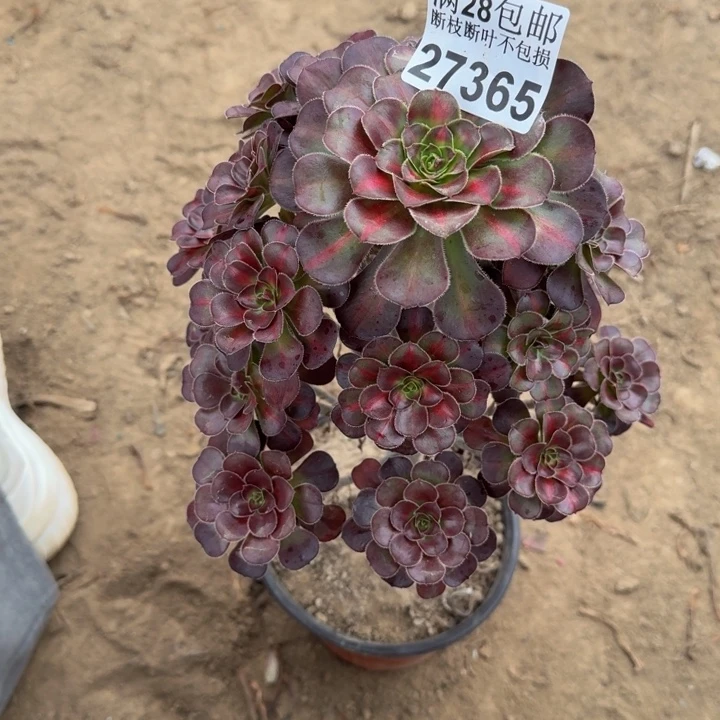 27365南晚霞多肉植物