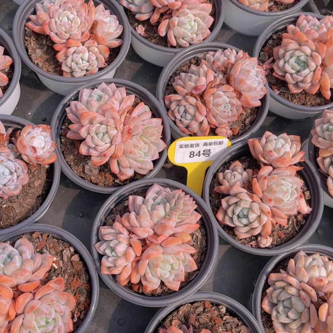 84号 下播福利梦之雪大群生一个