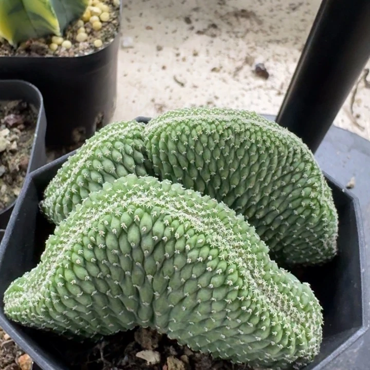 菊水缀化实生仙人球