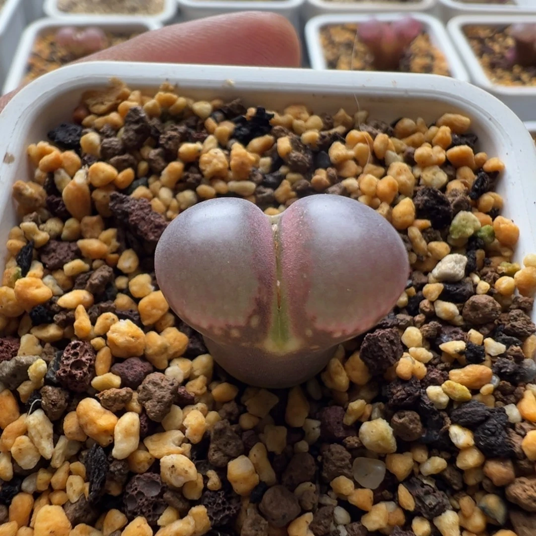 无花朵实生风铃玉8