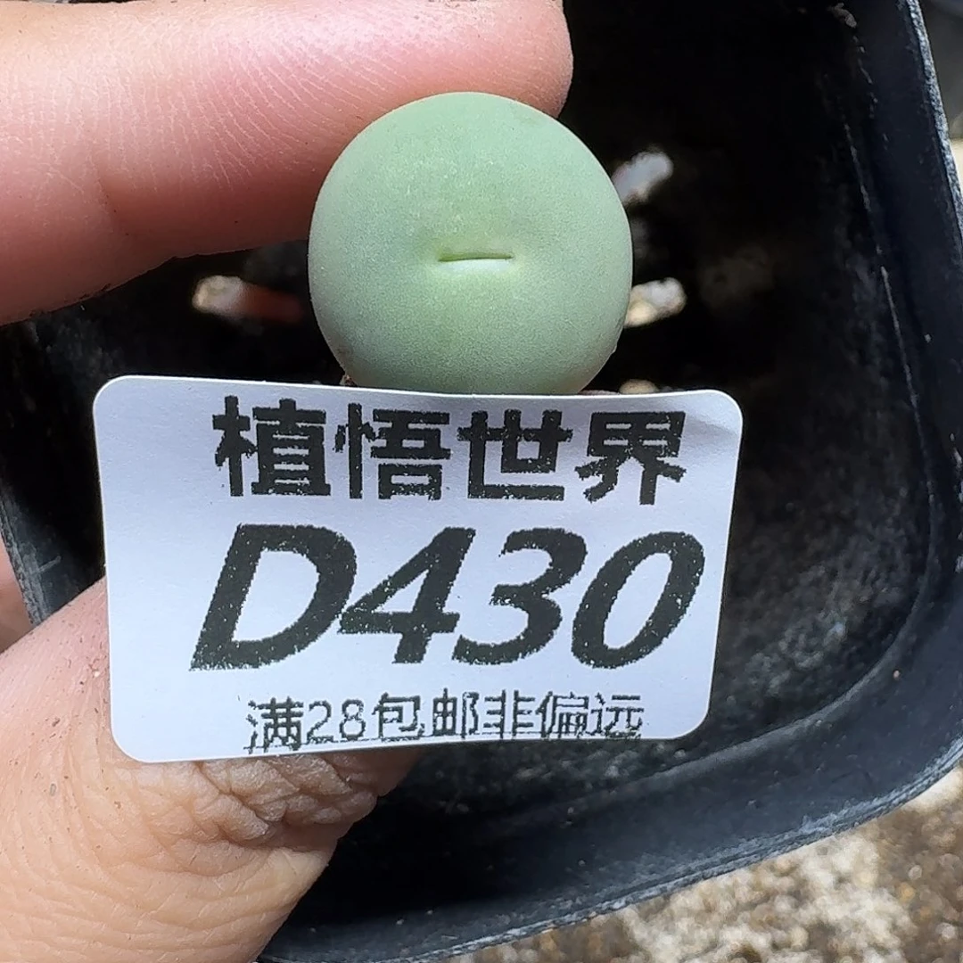 多肉植物的润泽fvbb