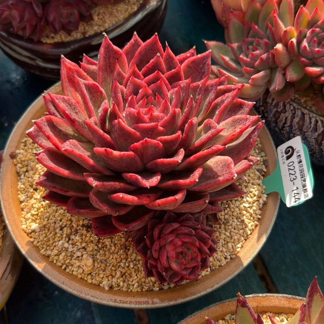 多肉一物一拍0223-144