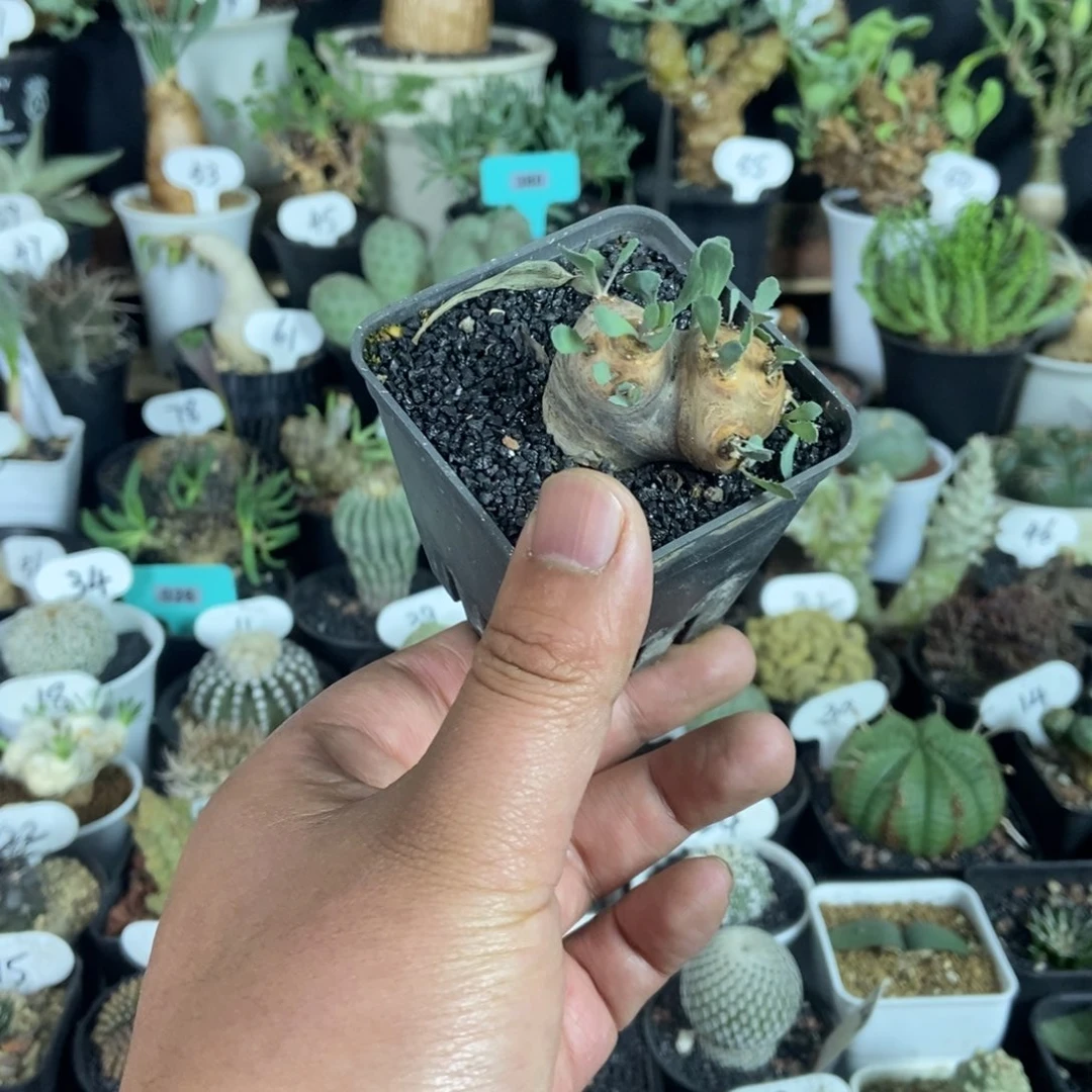 格加厚敦菊一物一拍