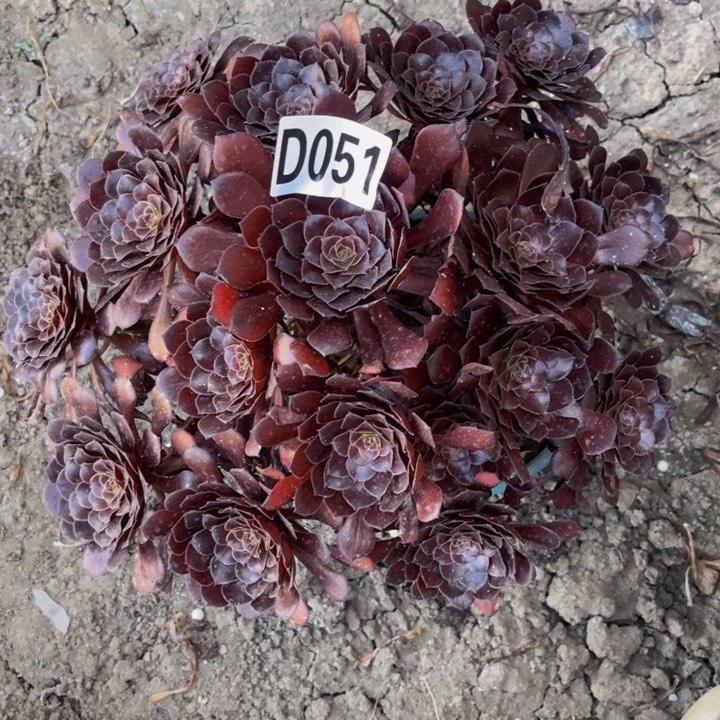 墨铜法师28/57包邮