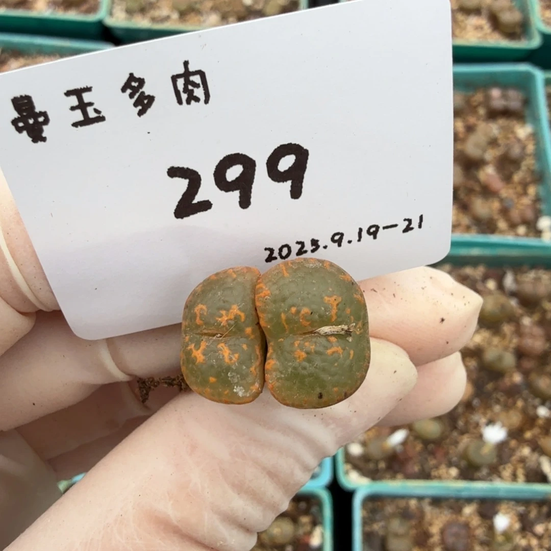 一***晴多肉多肉多肉9.21-299 K勋