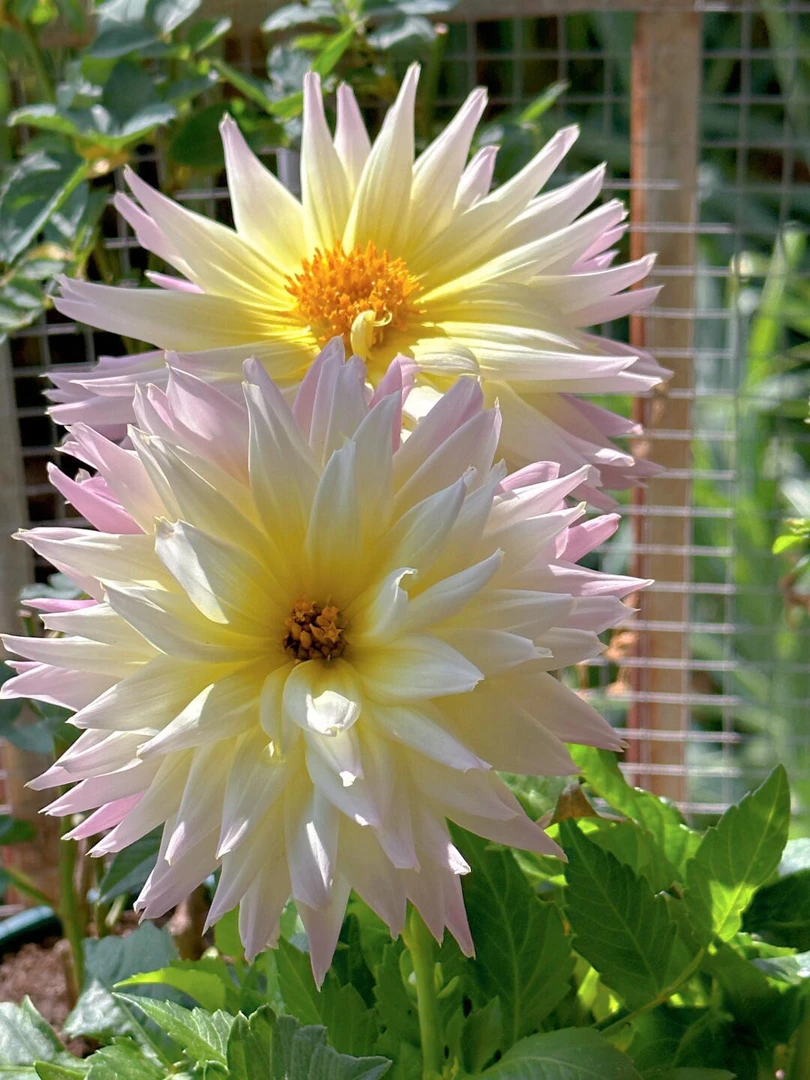 [采薇]进口大丽花多年生重瓣盆栽地栽庭院种植