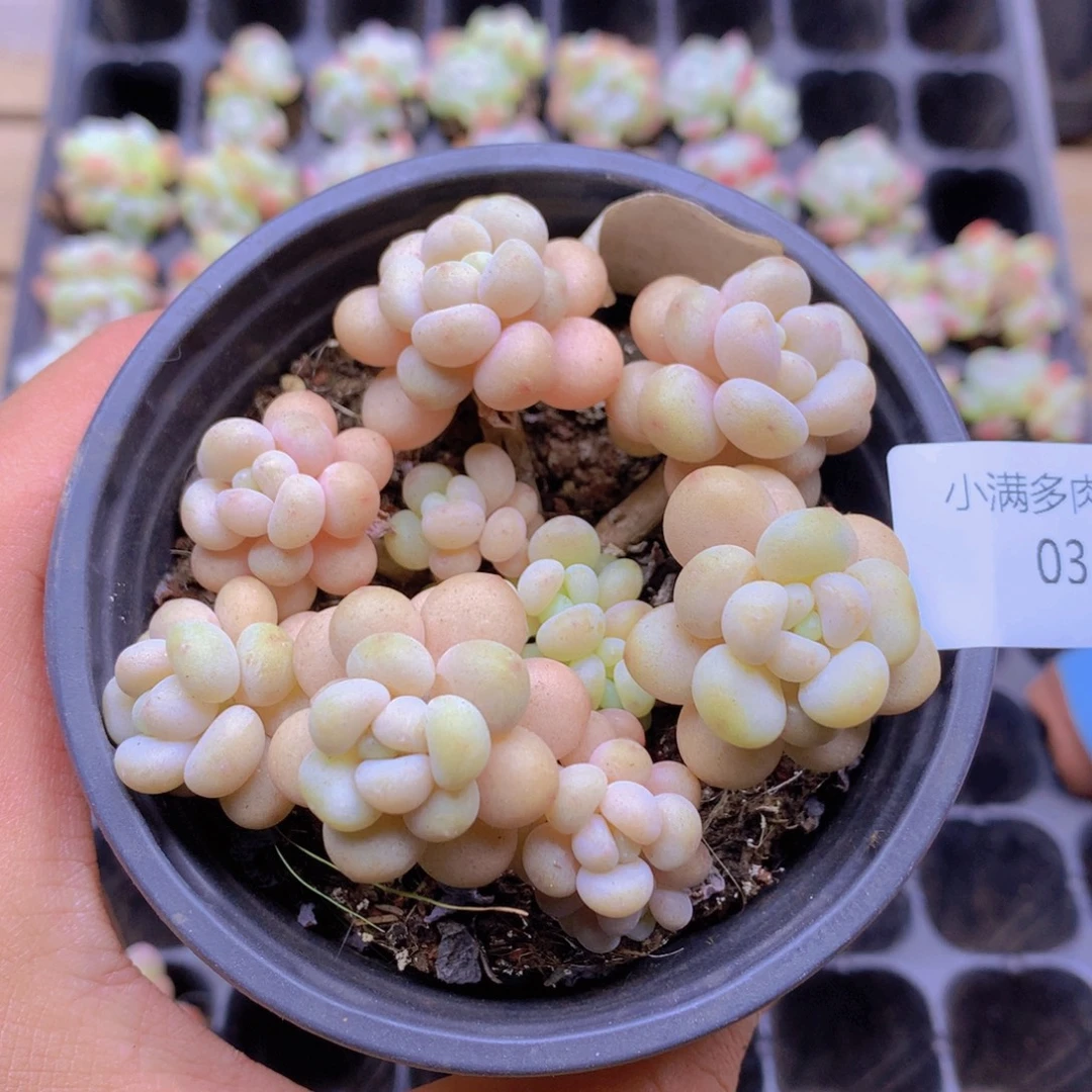 我要去看你的演唱了035