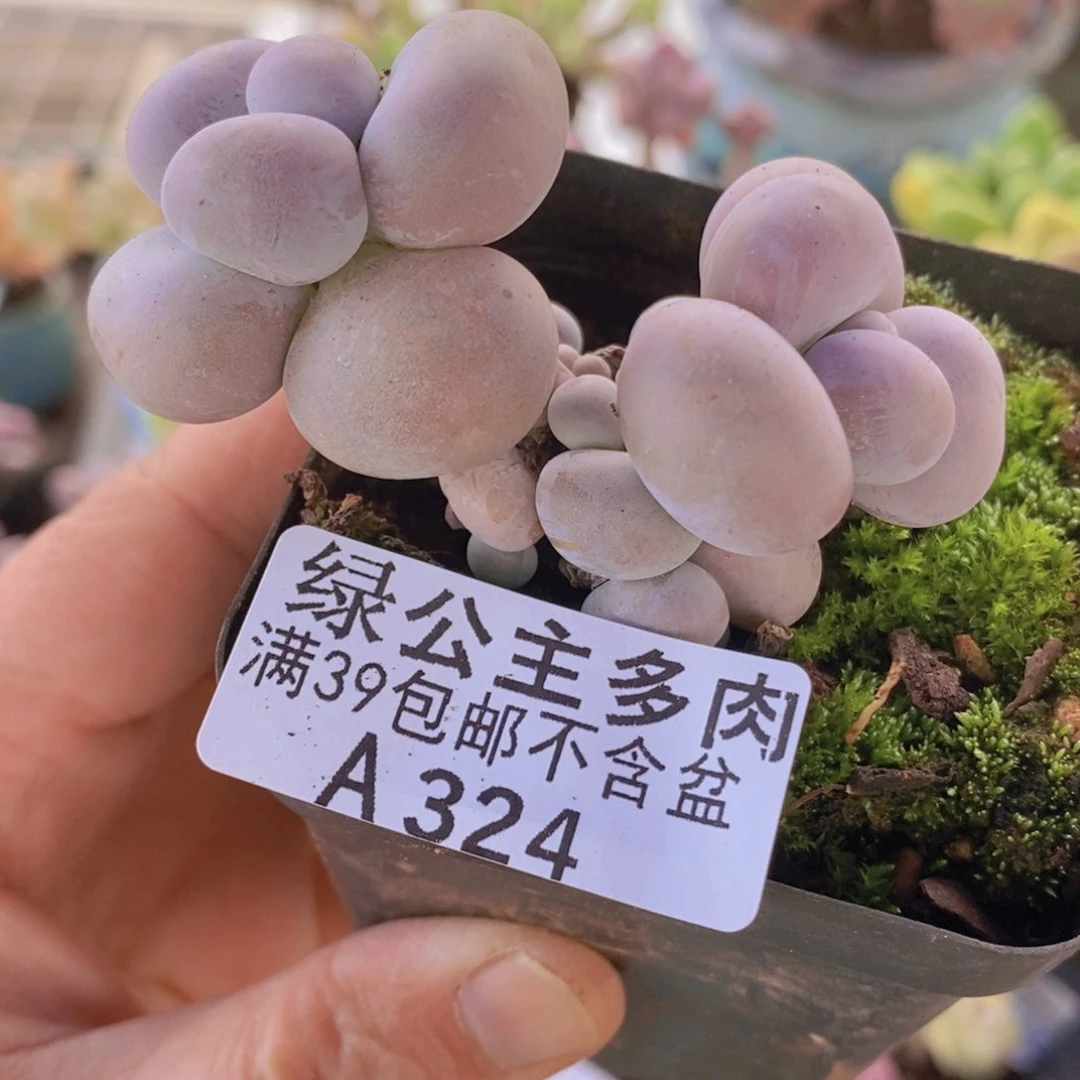 芭比奶洛6cm324多肉植物