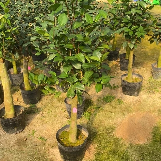 当前无花栽培后可以开花