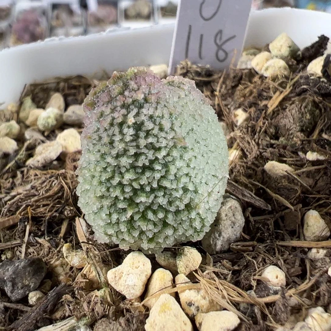 满纹细腻冰晶颗粒款实生新品